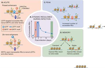 Multi-Dimensional Gene Regulation in Innate and Adaptive Lymphocytes: A View From Regulomes